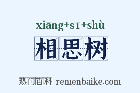 相思树是什么意思的图片